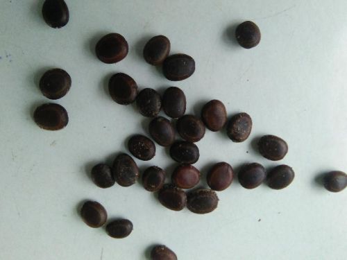 Common Vilayti Babool Seeds, Certification : FDA Certified