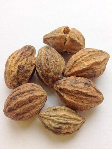 Common Terminalia Chebula, For Medicinal Purposes, Tanning