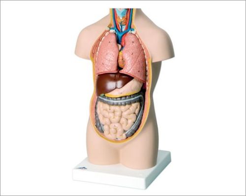 Biological Lab Models, For Colleges, Medical Colleges, Medical Hospitals, Research Department, Schools