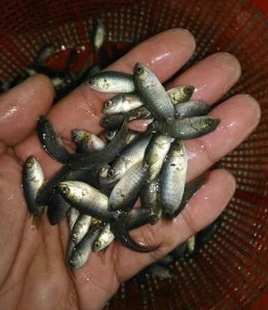 Koi Fish Seeds