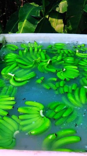 Organic Fresh Banana, Packaging Size : 5 Kg