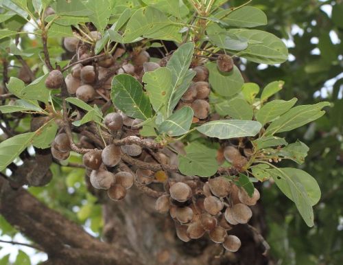 Bahada Plant, Length : 0-10ft