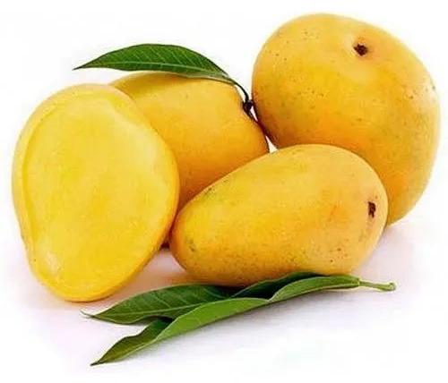 Fresh Mango,fresh Mango, Specialities : Good For Nutritions, Good For Health, Hygienically Packed