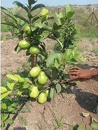 Organic Guava Plants, For Farming, Feature : Disease Free, High Yield