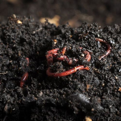 Bio Vermicompost, For Agriculture, Packaging Type : Plastic Bag