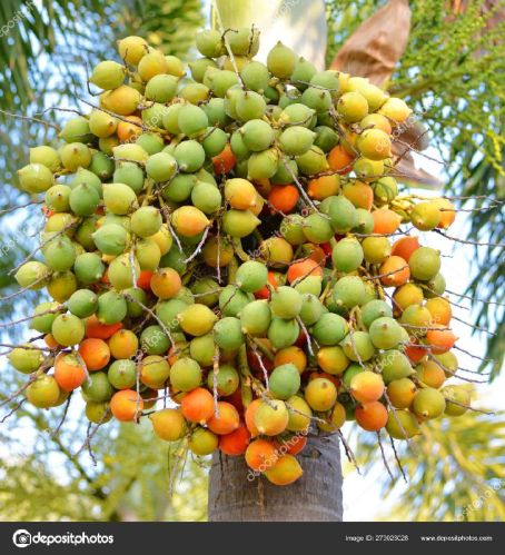 Round Arecanuts, Color : Brown, LIght White