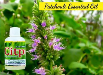 Common Patchouli Oil, Color : Pale Yellow, Form : Liquid