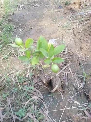 Organic Fresh Lemon Plant, Color : Green