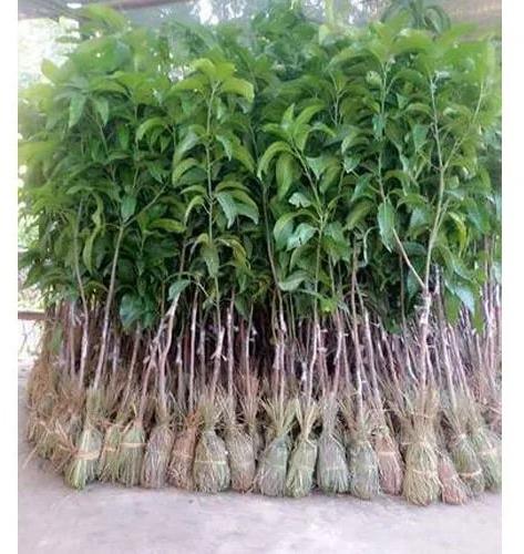 Organic Fresh Mango Plant, Color : Green