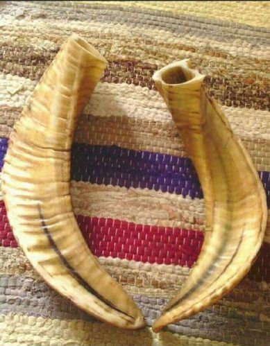 Sheep Horn, Size : 10inch