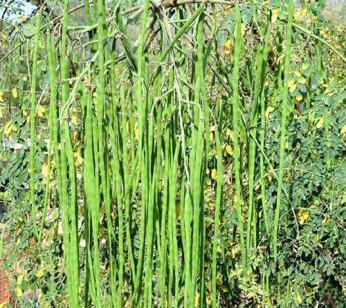 Organic Moringa Drumstick Plants, For Medicinal, Style : Fresh