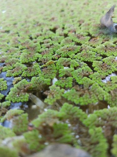 Azolla