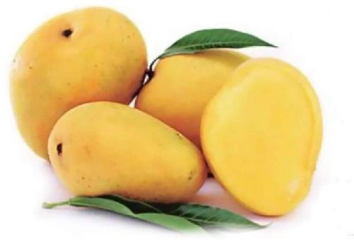 Organic Fresh Badami Mango, Shelf Life : 10 Days