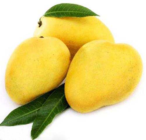 Organic Fresh Chaunsa Mango, Color : Yellow