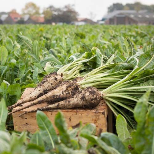 Chicory Root, Color : Brown, Brown