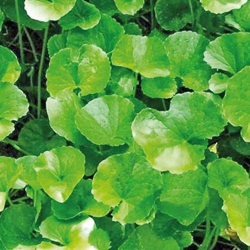 Gotu Kola Leaves, Color : Green