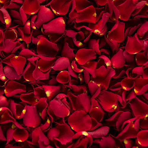 Natural Rose Petals, Packaging Type : PP Packets