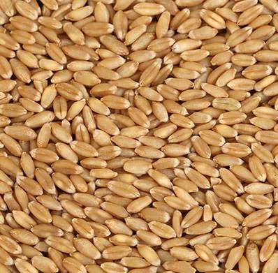 Organic Wheat, For Cooking, Bakery Products