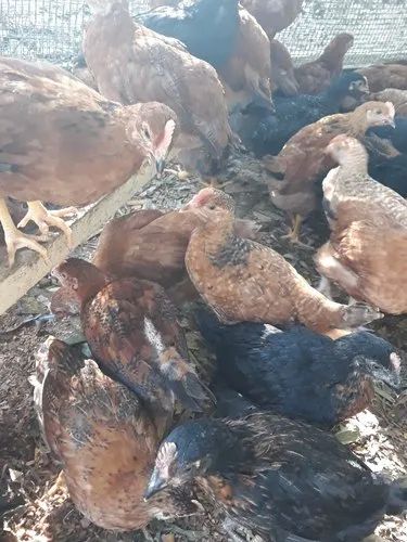 Gramapriya Chicks, For Poultry Farm, Feature : Disease-free