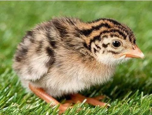 Guinea Fowl Chicks, Color : Brown