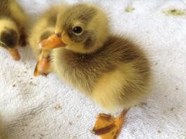 Indian Runner Ducklings For Farming
