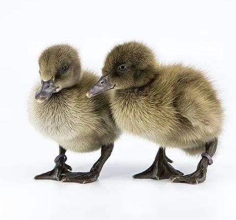 Khaki Campbell Ducklings For Farming