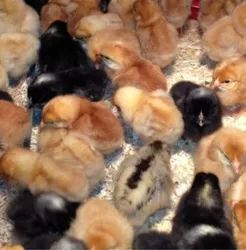 Multicolor Giriraja Chicks, For Poultry Farm, Feature : Disease-free