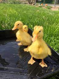 White Pekin Ducklings For Farming