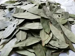 Bay Leaves, Packaging Type : Vacuum Packed