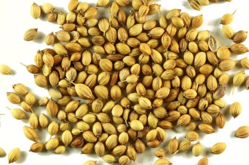 Organic Coriander Seeds, Color : Green