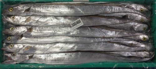 Frozen Ribbon Fish, For Cooking, Making Medicine, Making Oil, Certification : EEC, FDA, GMP Certified