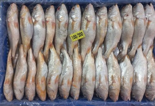 Yellow Croaker, For Cooking, Food, Making Medicine, Making Oil, Feature : Non Harmful, Protein