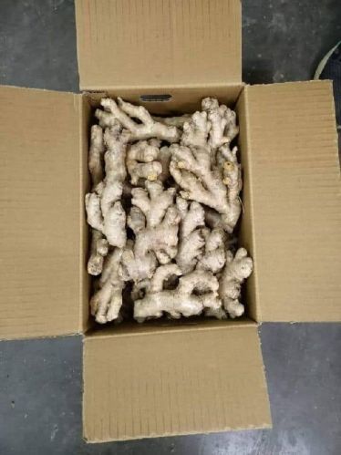 Natural Fresh Ginger, For Cooking, Medicine, Packaging Size : 20kg, 50kg