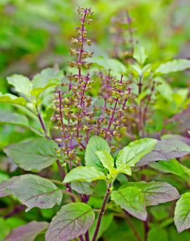 Basil Powder, Packaging Type : Pack