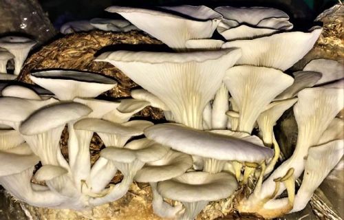 SATHI Dry Oyster Mushroom, Shelf Life : 15 Months