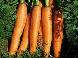 Orange Early Nantes Hybrid Carrot Seeds, For Agriculture, Style : Dried