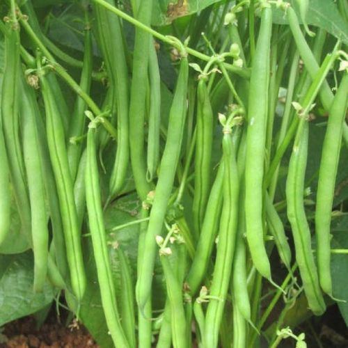 Green Natural Hybrid French Beans Seeds, For Agriculture, Packaging Type : Plastic Pouch