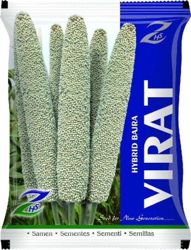 Natural Virat Hybrid Bajra Seeds, For Agriculture, Style : Dried