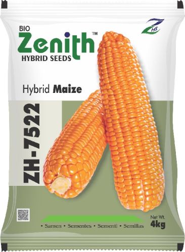 Yellow Single Cross Hybrid Maize Seeds, For Agriculture, Style : Dried