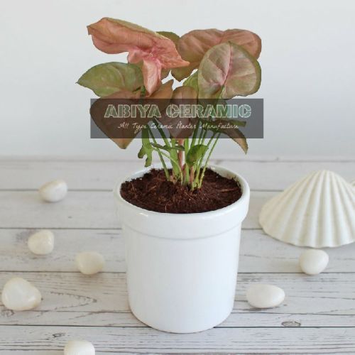 Ceramic White Round Ashwani Pot, For Indoor, Feature : Dust Free, Long Life, Waterproof