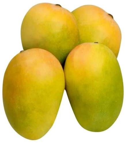 Organic Fresh Kesar Mango, For Human Consumption, Certification : FSSAI Certified