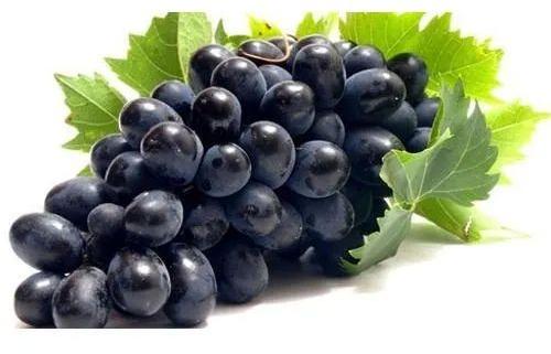 Fresh Black Grapes, Usage/Application : Direct Consumption, Salads, Desserts