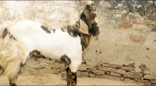 Sirohi Goats, For Stall Feed, Pure Quality, Gender : Mail