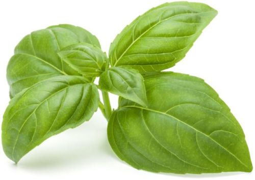 Basil Essential Oil (Sweet)