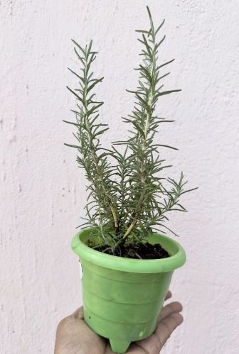 Vivemore Organic Rosemary Live Plant, For Food, Cooking, Agriculture, Packaging Type : Plastic Packets