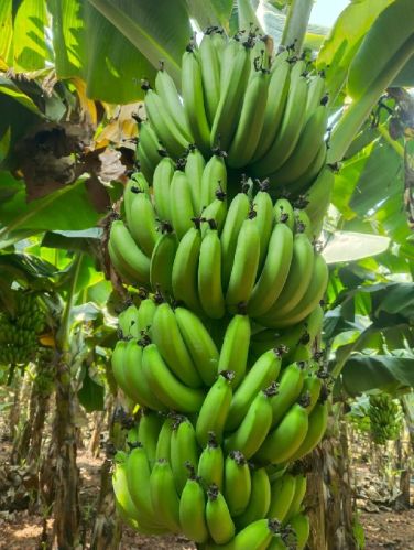 Green banana, Shelf Life : 6–8 Days
