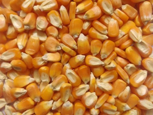 Yellow Corn Maize, For Making Popcorn, Human Food, Animal Food, Animal Feed, Flour, Food Grade Powder