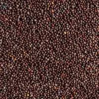 Bharat Industry Common Black Mustard Seeds