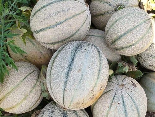 Organic Vijaya Muskmelon, Certification : FSSAI Certified