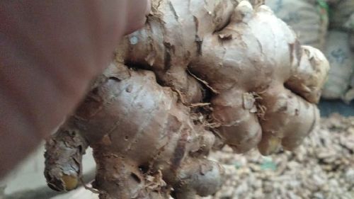 Organic Fresh Ginger, For Cooking, Cosmetic Products, Packaging Type : Gunny Bags